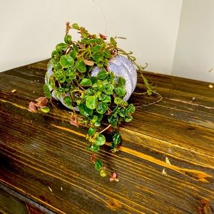 PUMPKIN / PLANTER - Handmade Home Decor